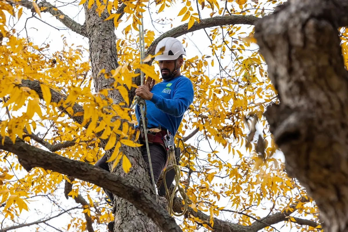 Skilled Tree Pruning crew working in Egeland